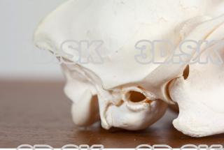Skull photo reference 0089